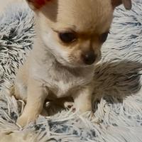 Cucciola Chihuahua femmina - pedigree ENCI/FCI