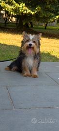 Morkie maschio 6 mesi