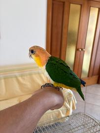 Caicco testa arancio