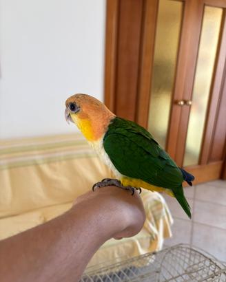 Caicco testa arancio