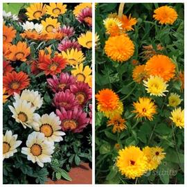 Semi di Gazania in mix e Calendula officinale 