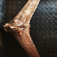 Coda di tonno tassidermizzata ricoperta di vetrore