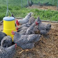 Pulcini pulcinotti galli galline AMROK