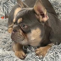Splendida bulldog francese Lilac tan
