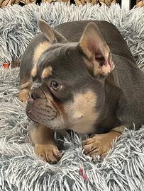 Splendida bulldog francese Lilac tan