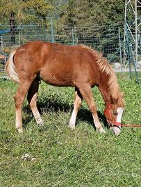 Puledro incrocio haflinger