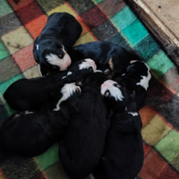 Cuccioli bovaro del bernese