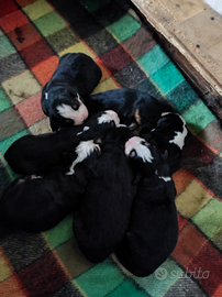 Cuccioli bovaro del bernese