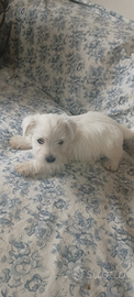 West highland White terrier