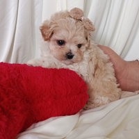 Cucciolo di maltipoo maschietto mini