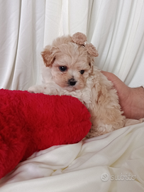 Cucciolo di maltipoo maschietto mini