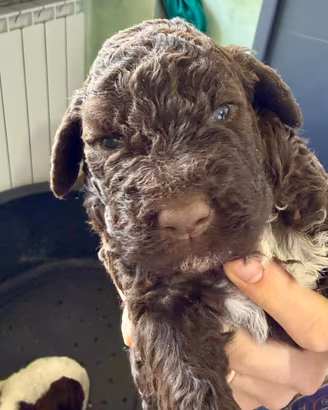 Cuccioli lagotto Carpino Nero x Principi di Narni