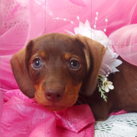 Bassottina cioccolato