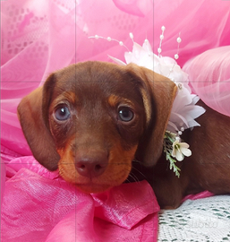 Bassottina cioccolato