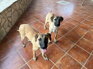 Due cuccioli meticci di 5 mesi e mezzo