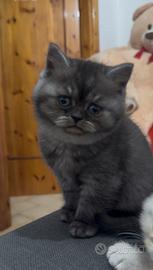 Gattino British shorthair