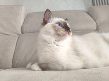 Ragdoll cucciolo con pedigree