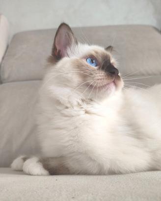 Ragdoll cucciolo con pedigree