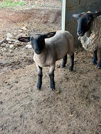 Agnelli Suffolk
