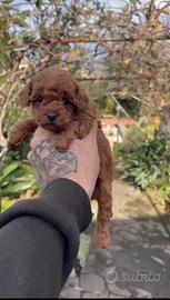 Barboncino toy red 3M3F anche a rate x metà maggio