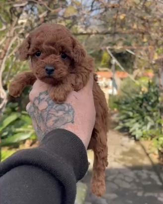 Barboncino toy red 3M3F anche a rate x metà maggio