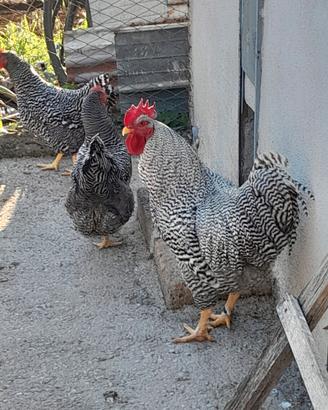 Galline amrock