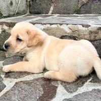 Labrador
