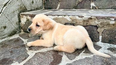 Labrador
