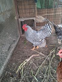 Gallo amrrok