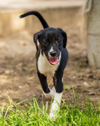Cucciolo Whippet piccolo levriero X Chihuahua