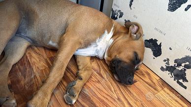 Amstaff