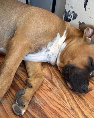 Amstaff