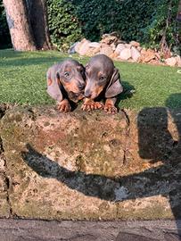 Cuccioli di bassotto