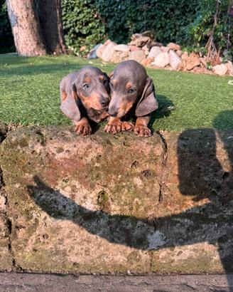 Cuccioli di bassotto