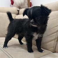 Chihuahua femmina con pedigree