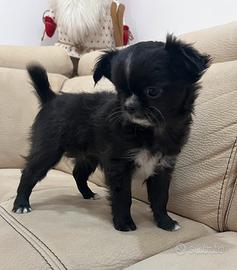 Chihuahua femmina con pedigree