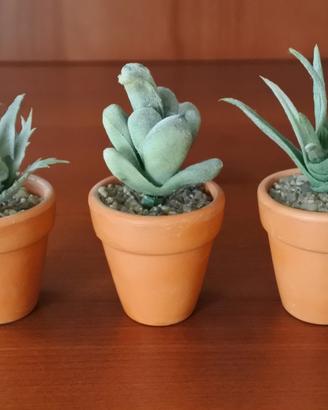 Cactus in vasetti