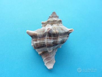 Conchiglia Murex: 4,5x3,5cm