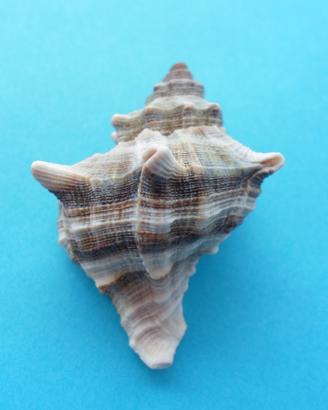 Conchiglia Murex: 4,5x3,5cm