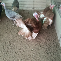 Disponibili tacchini