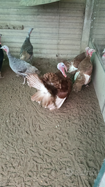 Disponibili tacchini