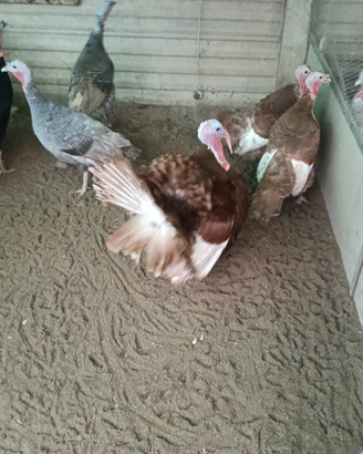 Disponibili tacchini