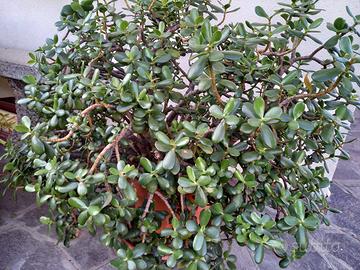 Albero di Giada chiamata Crassula Ovata
