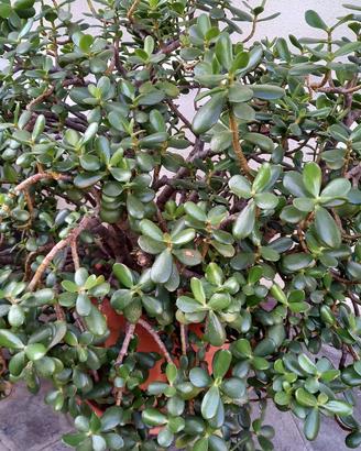 Albero di Giada chiamata Crassula Ovata