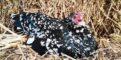 Galline Nane