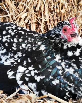 Galline Nane