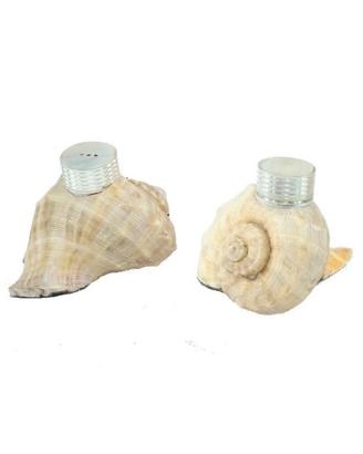 Saliera e Pepiera - mare conchiglia