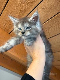 Mainecoon alta genealogia