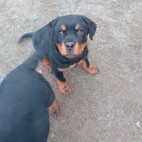 Rottweiler cuccioli