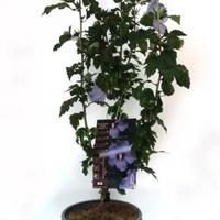 Piante hybiscus striato in vaso